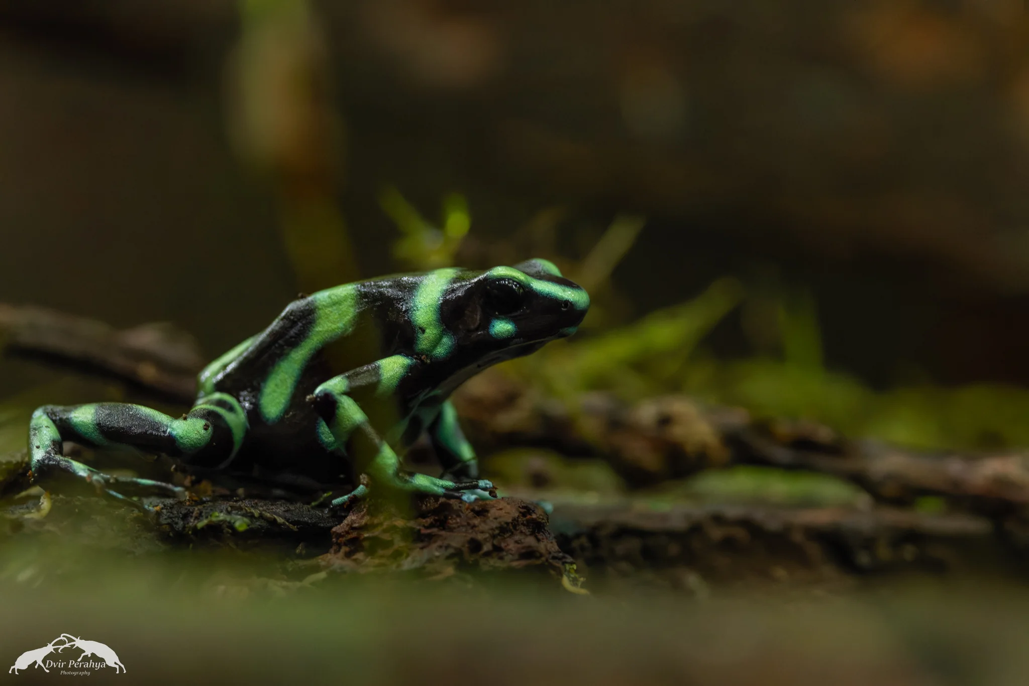 Green poison dart frog, Rainmaker
